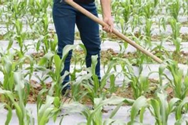 科普有机农业种植技术