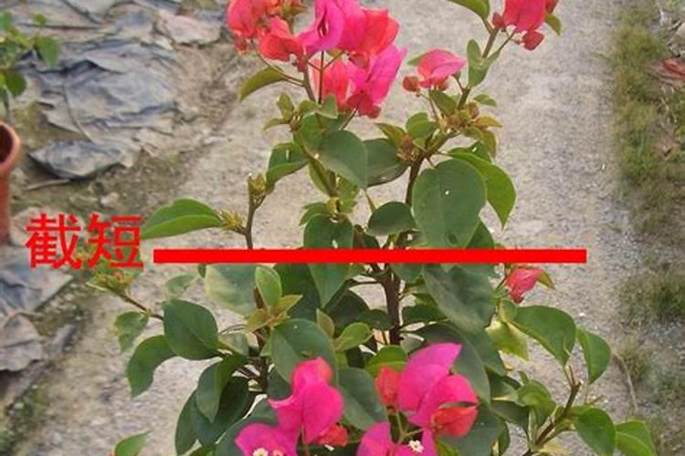 三角梅如何快速复花？花期结束后做到这3点,秋季还能开满花