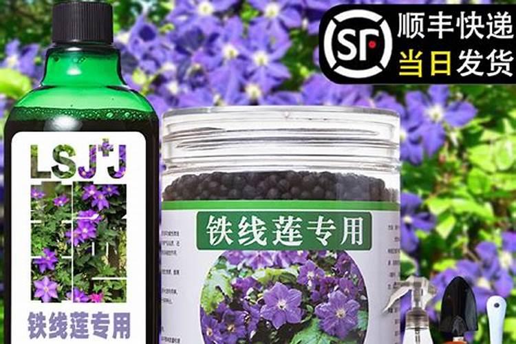 牡丹花喂什么肥开花更鲜艳