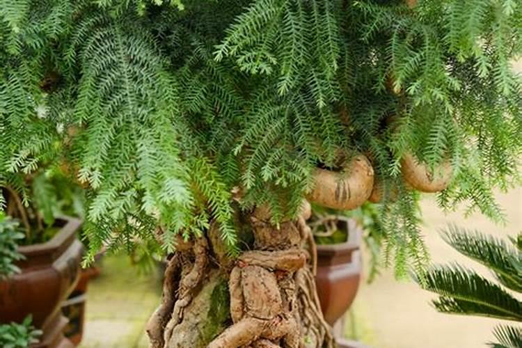 澳洲杉如何养殖方法