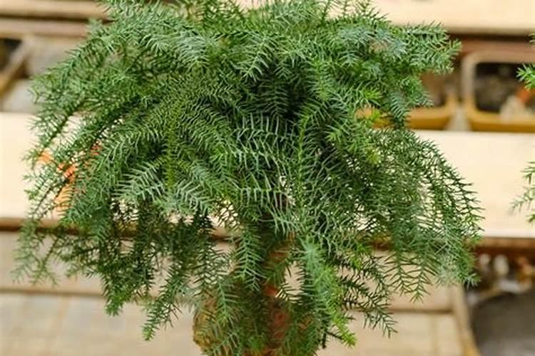 澳洲杉澳洲杉的养殖方法/澳洲杉的养护知识