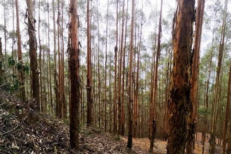 小树苗用氨基酸冲施肥可以吗