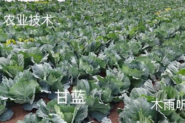 很多人会给甘蓝喷施腐植酸叶面肥,这么做有何好处呢？