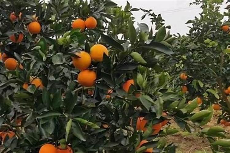 氨基酸钾钙硼可以可什么叶面肥同用