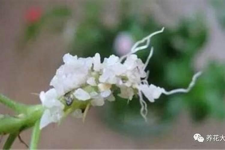 养花高手用一勺白糖,把花养成一面绿墙!