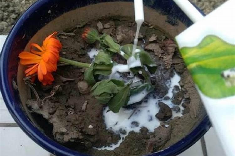 养花高手用一勺白糖,把花养成一面绿墙!