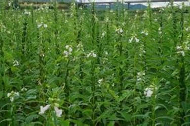 种芝麻用什么肥料