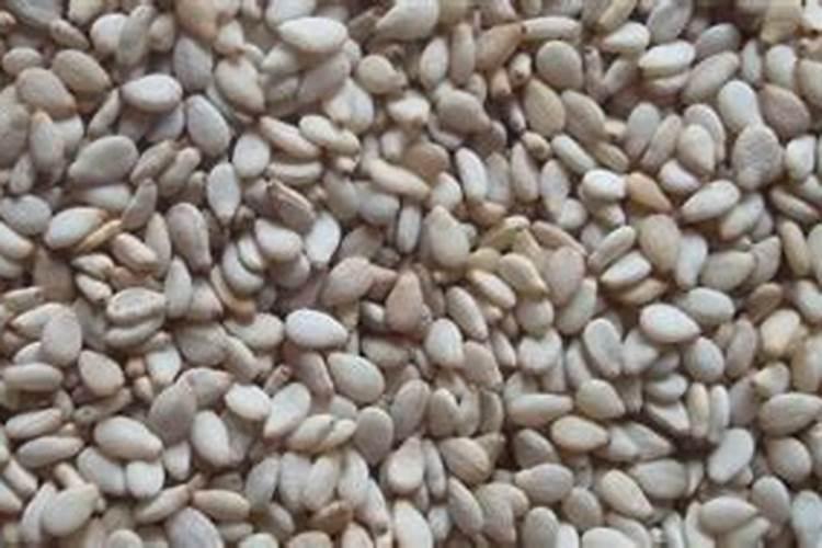种芝麻用什么肥料