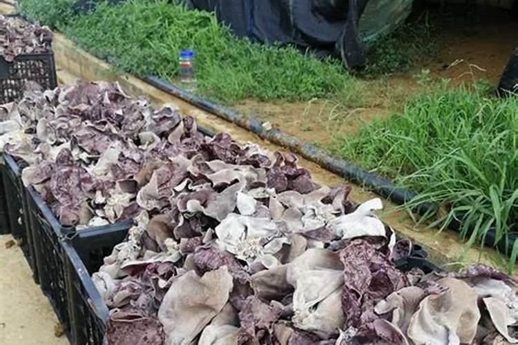 木耳菜的种植方法