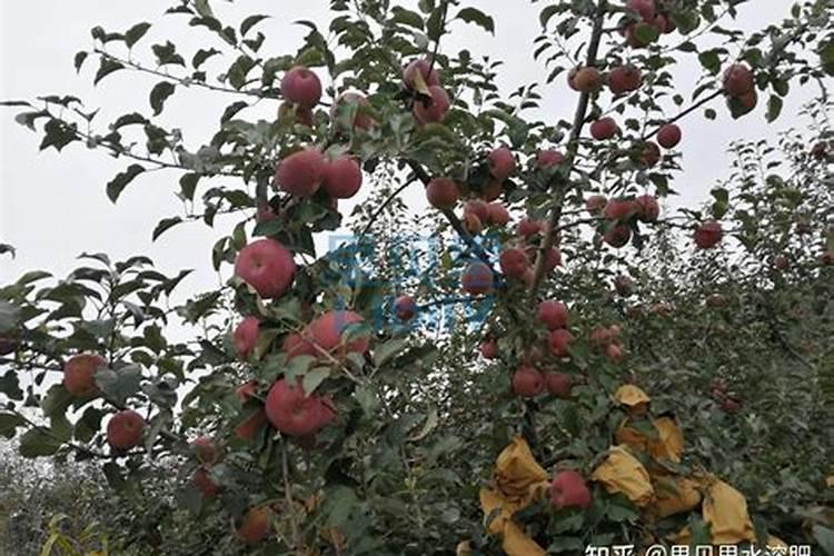 钙肥冲施滴灌好还是叶面喷施好？