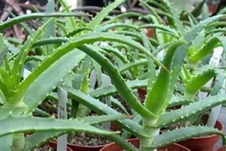 芦荟在冬天怎么养护