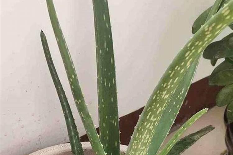 芦荟在冬天怎么养护