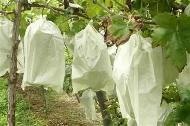 葡萄果实补钙用什么叶面钙肥？