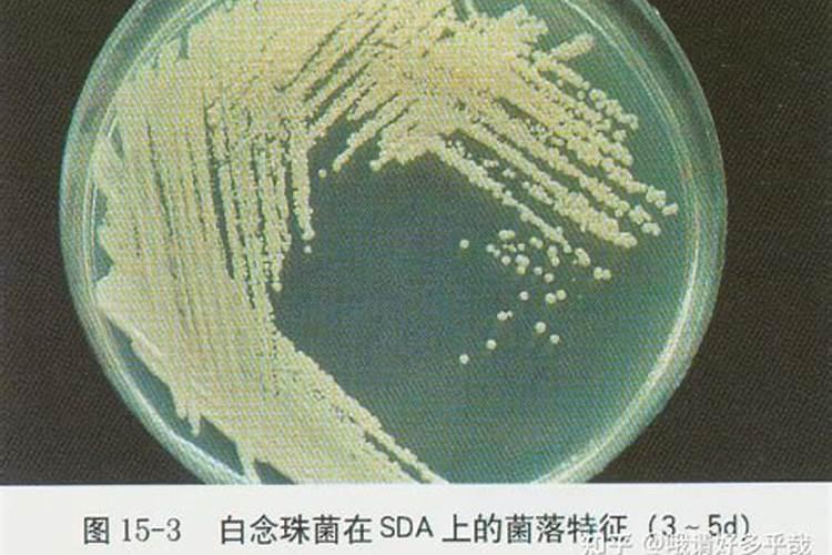 鱼蛋白为什么会发臭？