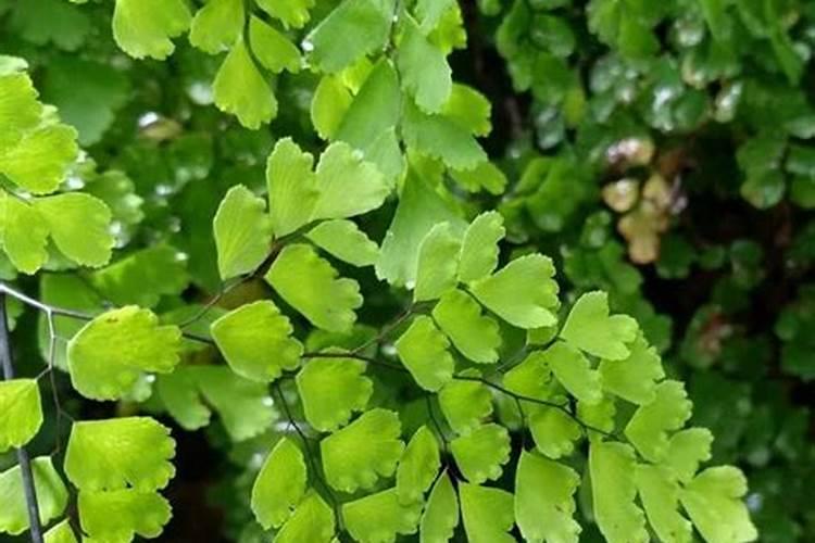 铁线蕨施什么肥？