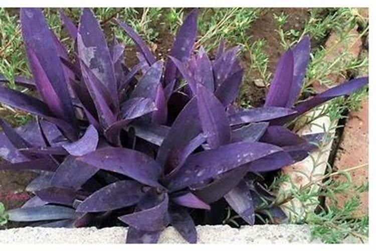 富贵紫竹如何水养才旺盛 富贵紫竹怎么水养才旺盛