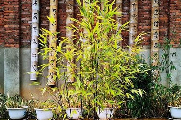 紫竹水怎么养才能旺盛 紫竹水培养殖要点