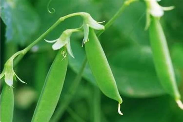 为什么豆类植物不需要施氮肥