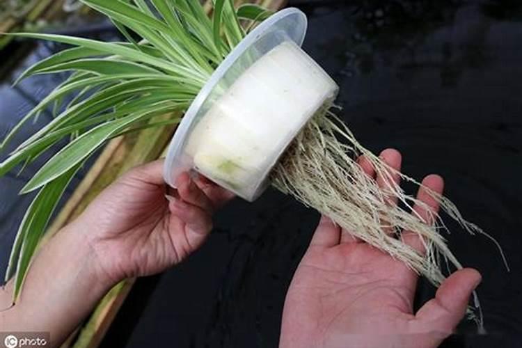 月季肥害后多久可以恢复