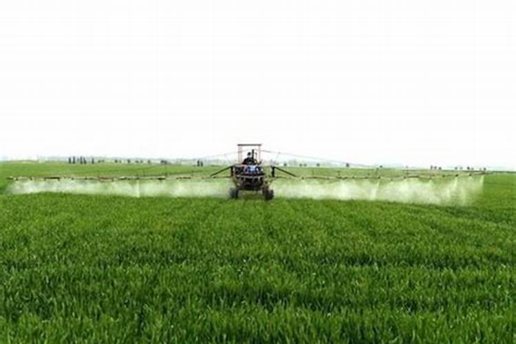 小麦上喷施硼肥有什么好处？拔节孕穗期喷几次,才能籽粒饱满能增产？