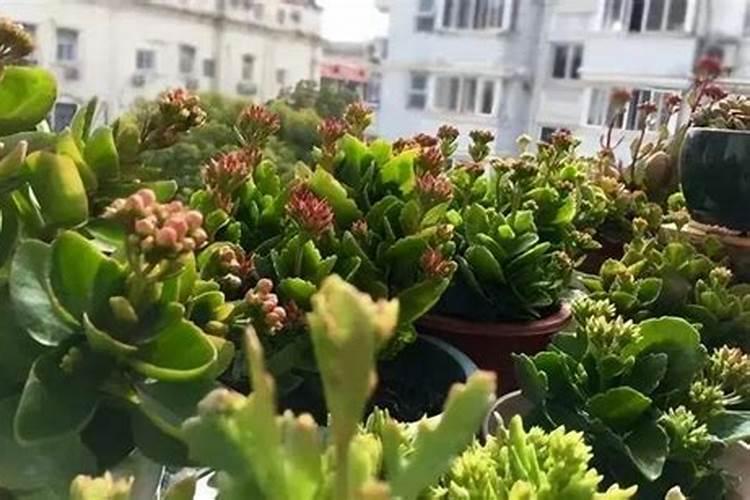 长寿花施肥时间和方法