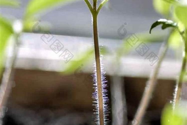 有没有一种不伤生长点,不伤叶片的番茄喷花座果药？