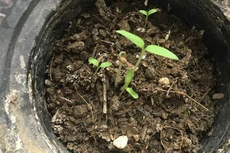 芸苔素内酯对番茄有哪些效果