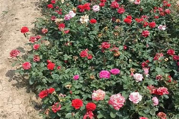 农药兑水后第二天还能使用吗