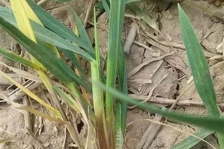 水稻施肥方法是什么？用量多少？