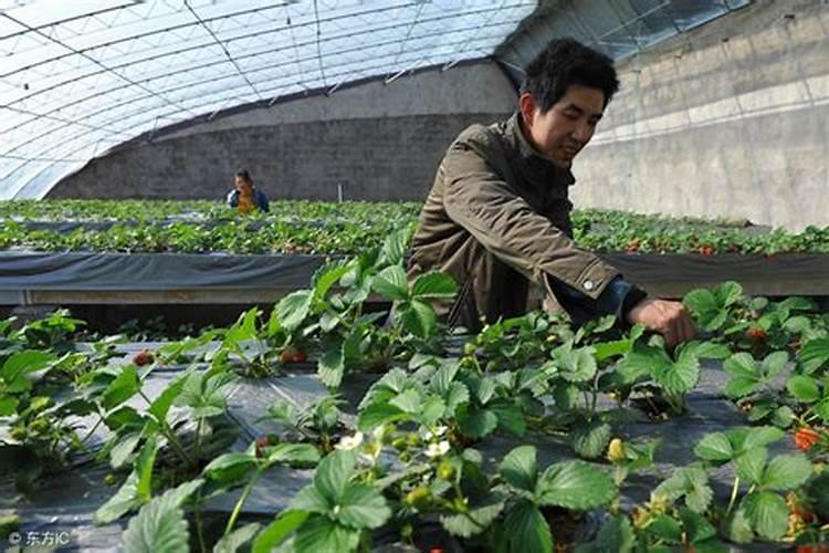 草莓缺钙冲施什么肥料