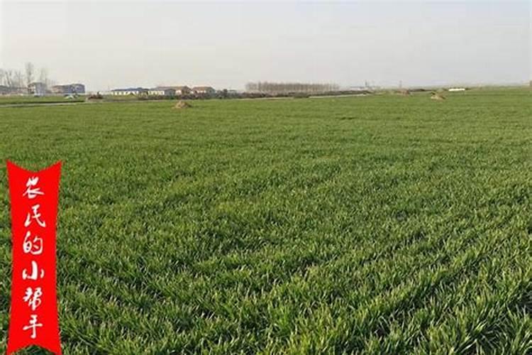 小麦起身肥水有什么作用？