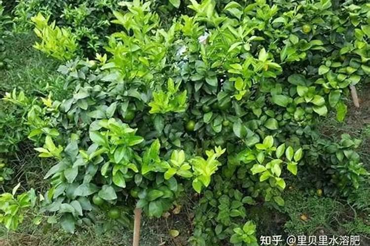 番茄果子底部不转色是什么原因造成的,怎么防治？