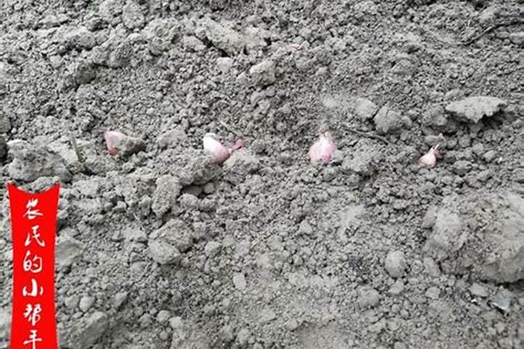 大蒜用什么肥比较好,能高产？