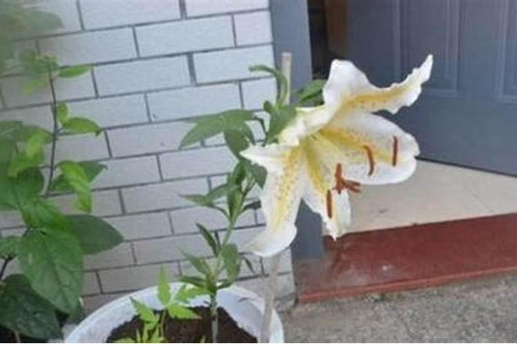 百合浇水的时间和正确方法