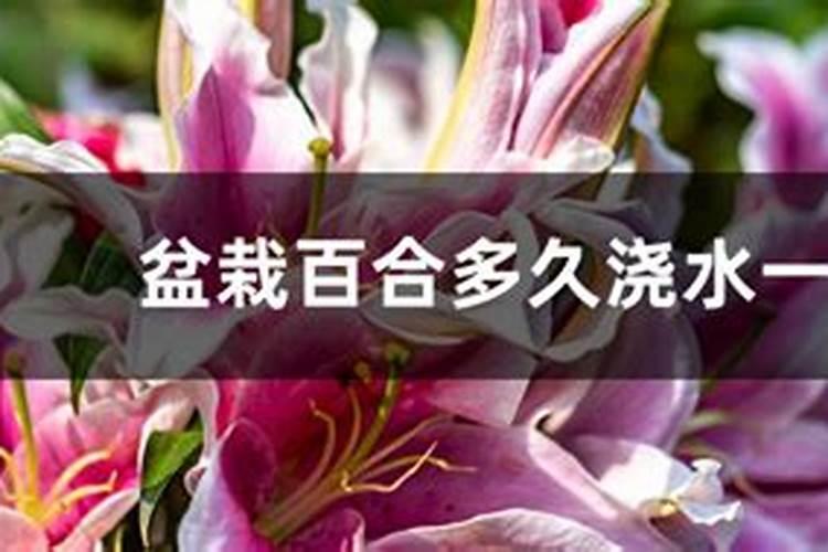 百合多久浇一次水比较好(需要每天浇水吗)