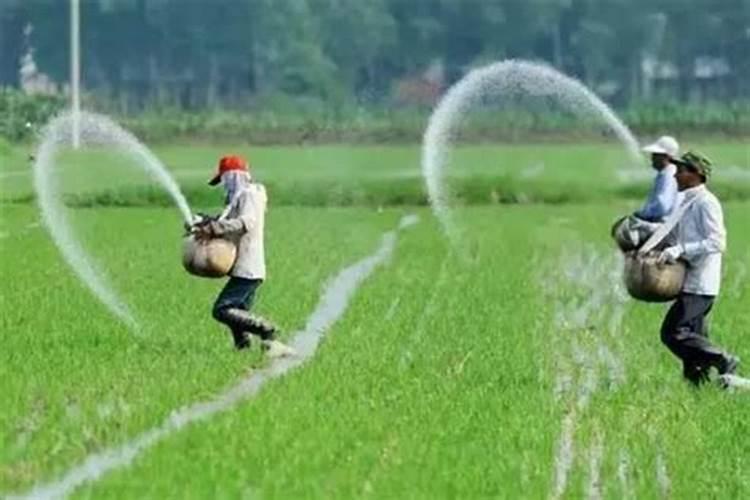 水稻后期施什么肥