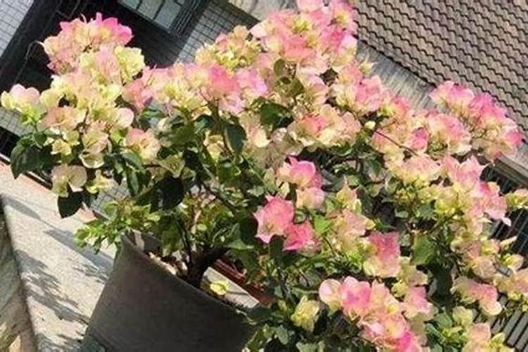 三角梅花期如何浇水施肥