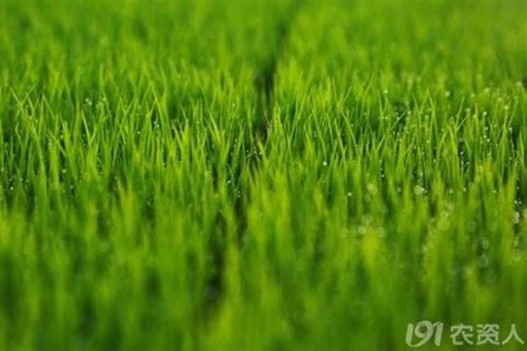 芸苔内脂素可用果树着色吗