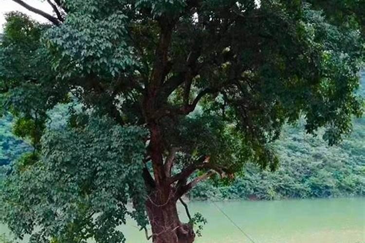 这80种花不施肥,能养好才怪