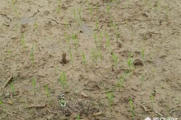 为什么说水稻育秧要在一叶一心时施离乳肥,而不在三叶期施