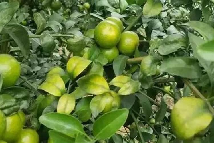 种植沙糖桔南丰蜜桔马水桔和金桔用什么叶面肥好？