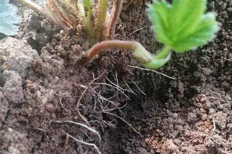 种鱼腥草用什么肥料最好