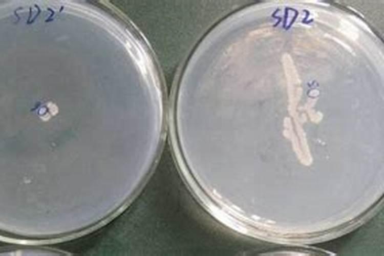 鱼蛋白在葡萄上色期可以使用吗