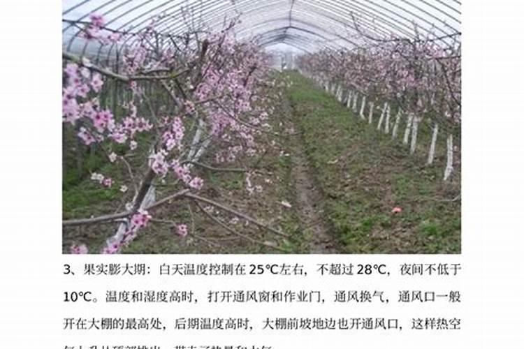 大棚油桃花后僵果咋办