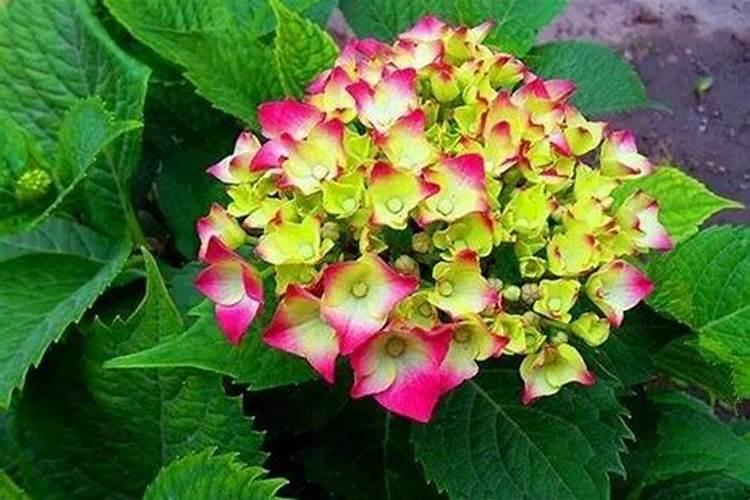 1块果皮扔盆里,花长得又壮又猛!