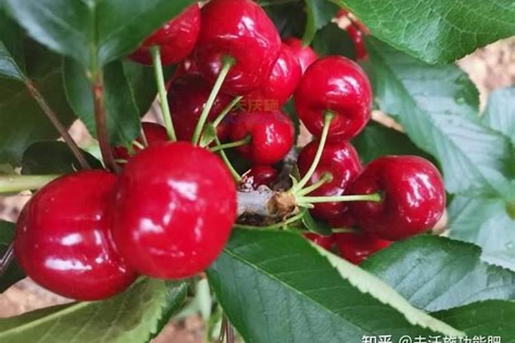 樱桃怎么用肥提高产量？樱桃施哪种肥料效果好？