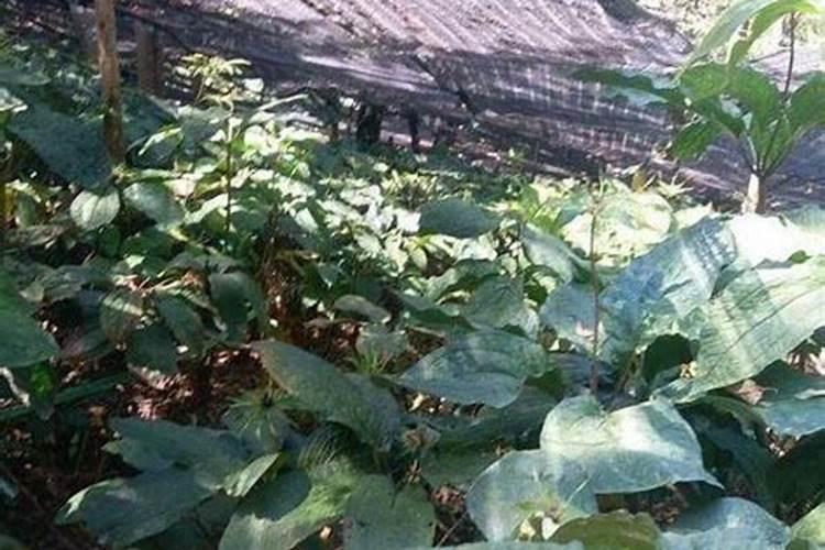 重楼怎么种植 重楼种植方法讲解