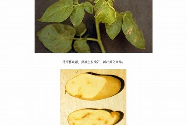 请问专家马铃薯如何施肥？