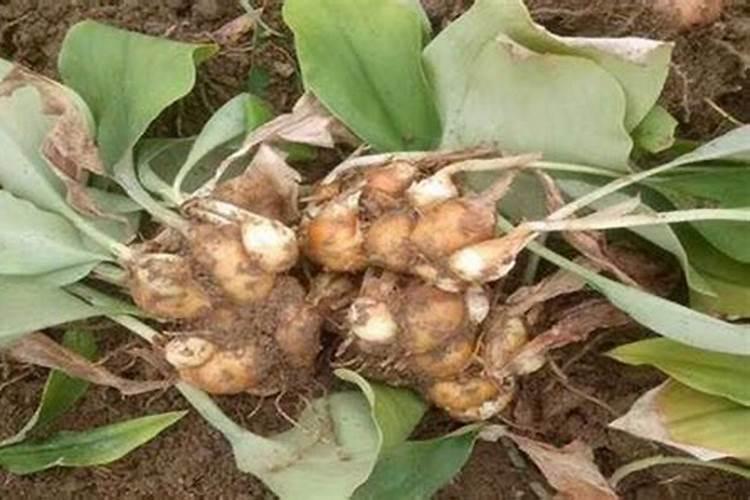 种沙姜用什么土比较好