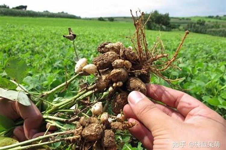 玉米播种,一亩地应该上多少肥料？怎么施肥才能不浪费？